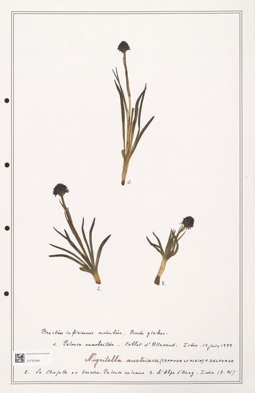 Nigritella austriaca  (Orchidaceae)