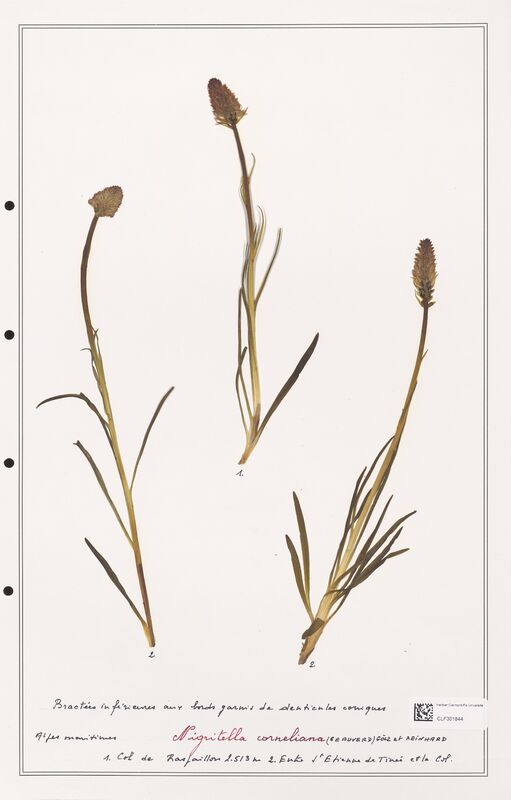 Nigritella corneliana  (Orchidaceae)