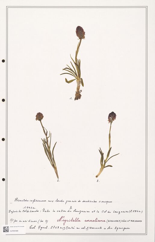 Nigritella corneliana  (Orchidaceae)