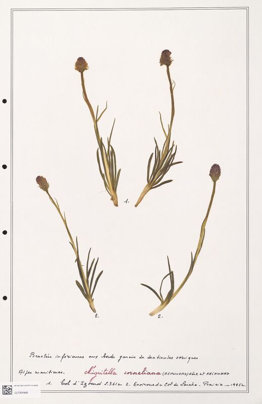 Nigritella corneliana  (Orchidaceae)