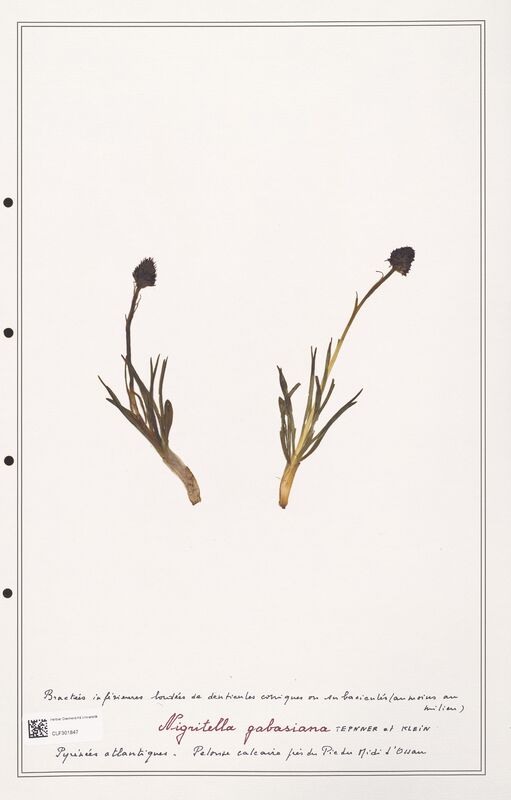 Nigritella gabasiana  (Orchidaceae)