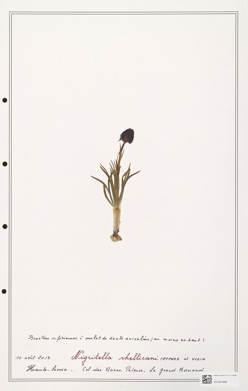 Nigritella rhellicani  (Orchidaceae)