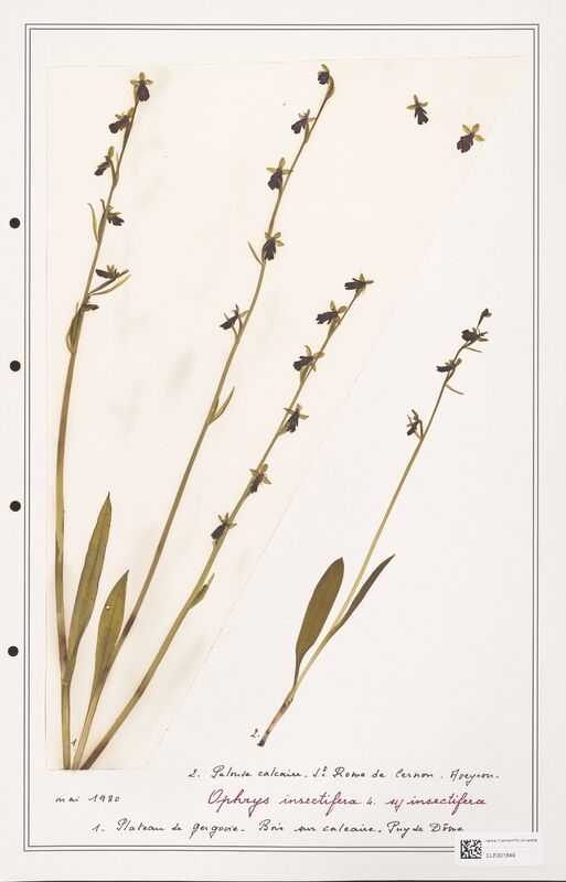 Ophrys insectifera  (Orchidaceae)