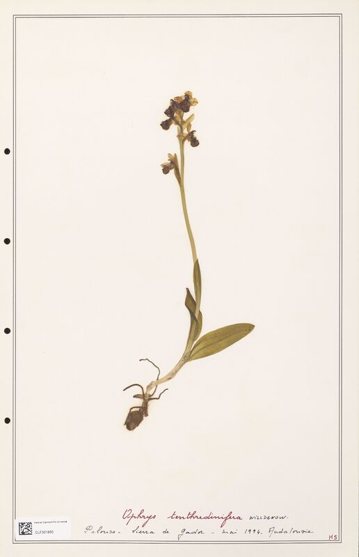 Ophrys tenthredinifera  (Orchidaceae)