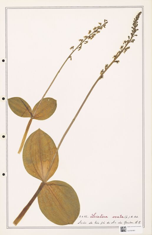 Listera ovata  (Orchidaceae)