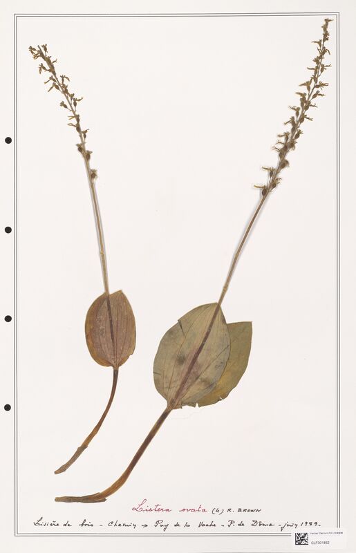 Listera ovata  (Orchidaceae)