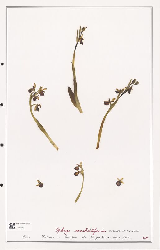 Ophrys arachnitiformis  (Orchidaceae)