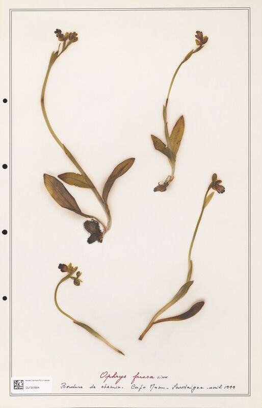 Ophrys fusca  (Orchidaceae)