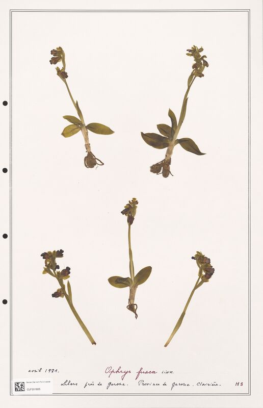 Ophrys fusca  (Orchidaceae)