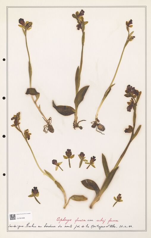 Ophrys fusca  (Orchidaceae)