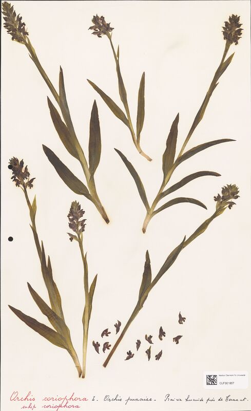 Orchis coriophora  (Orchidaceae)