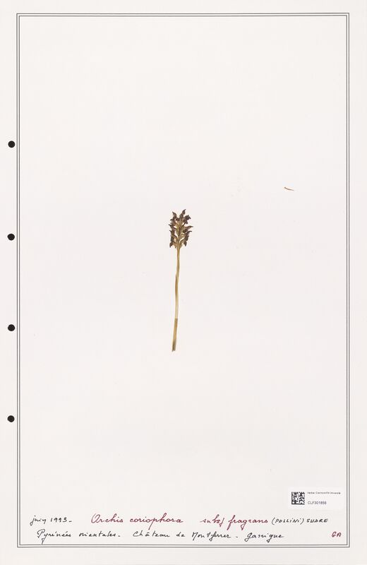 Orchis coriophora  (Orchidaceae)