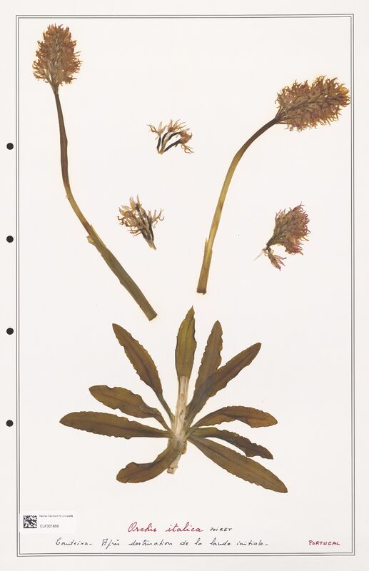 Orchis italica  (Orchidaceae)