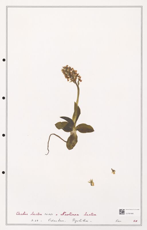 Orchis lactea  (Orchidaceae)