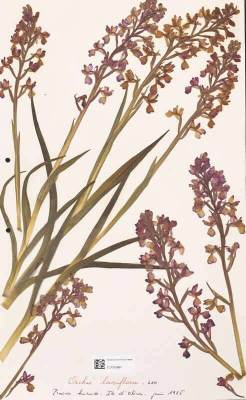 Orchis laxiflora  (Orchidaceae)