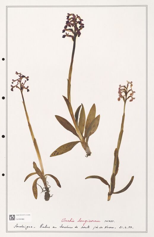 Orchis longicornu  (Orchidaceae)