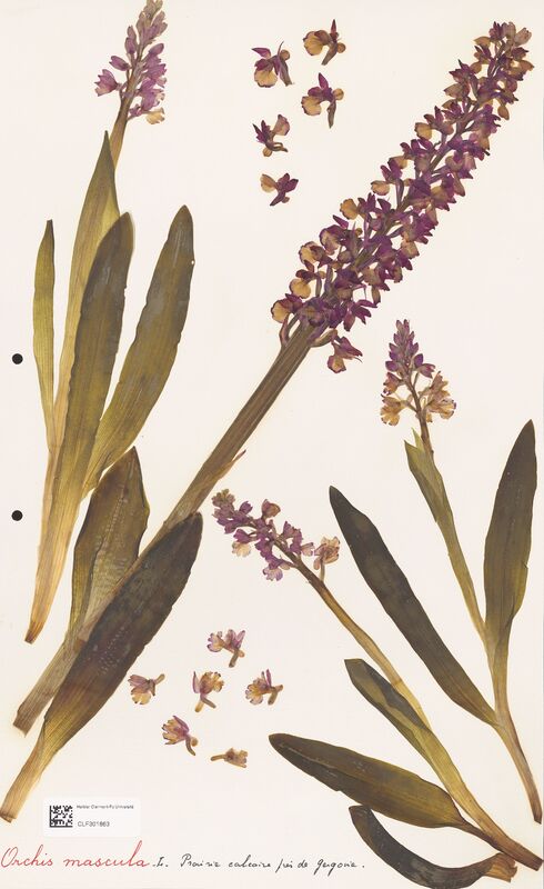 Orchis mascula  (Orchidaceae)