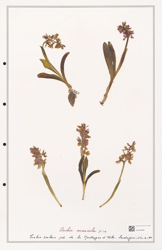 Orchis mascula  (Orchidaceae)