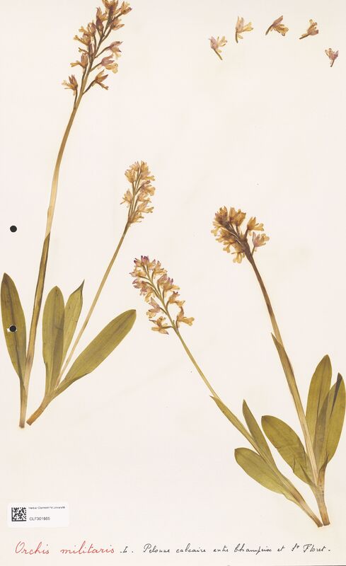 Orchis militaris  (Orchidaceae)