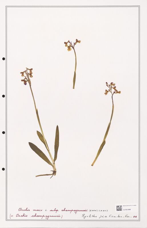 Orchis morio  (Orchidaceae)