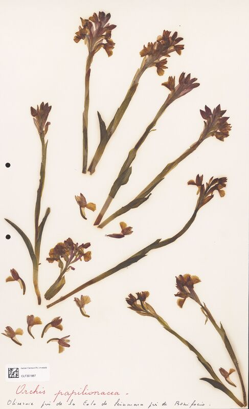 Orchis papilionacea  (Orchidaceae)