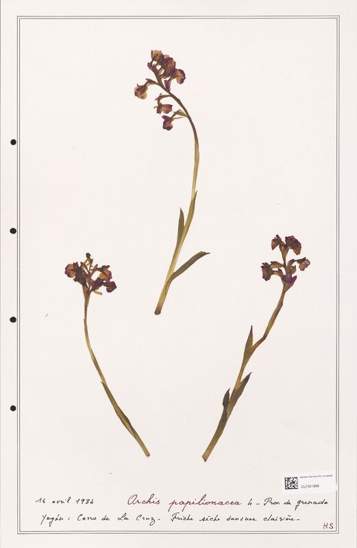 Orchis papilionacea  (Orchidaceae)