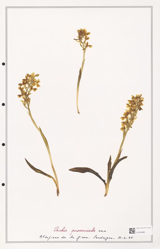Orchis provincialis  (Orchidaceae)