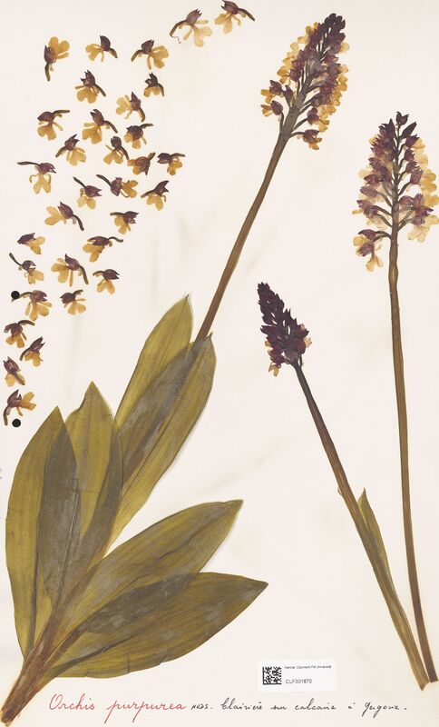 Orchis purpurea  (Orchidaceae)
