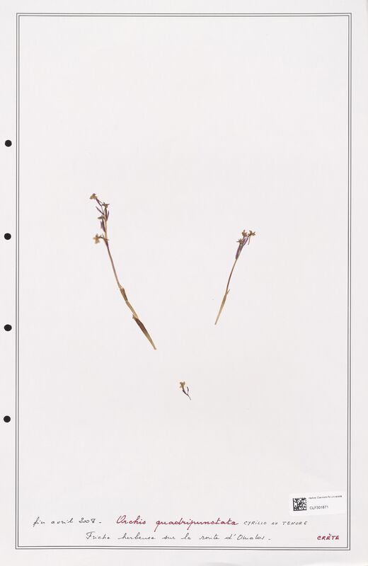 Orchis quadripunctata  (Orchidaceae)