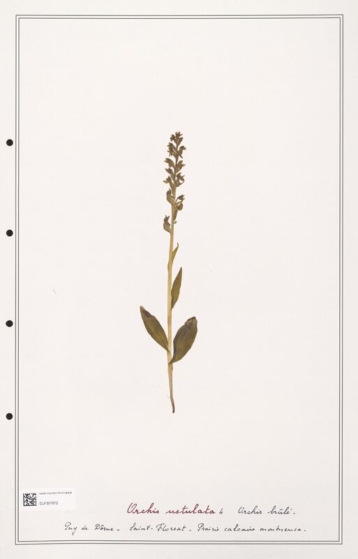 Orchis ustulata  (Orchidaceae)