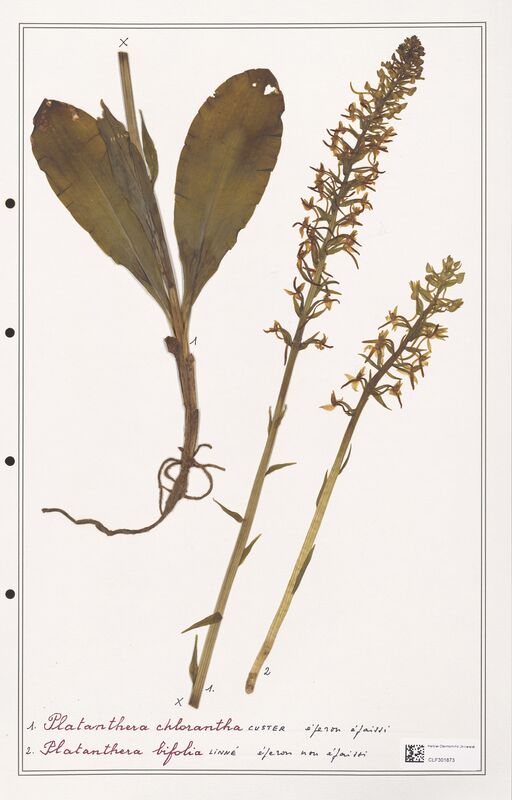 Platanthera chlorantha  (Orchidaceae)