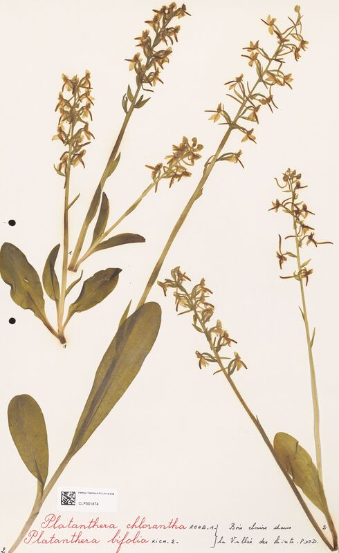 Platanthera chlorantha  (Orchidaceae)