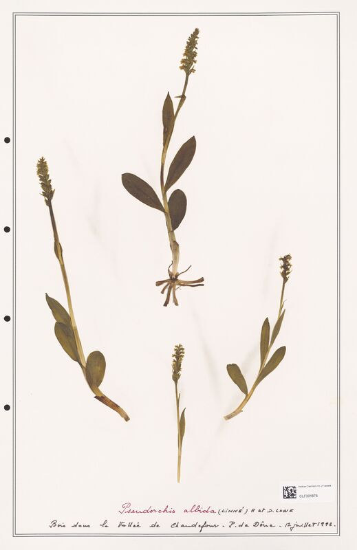 Pseudorchis albida  (Orchidaceae)