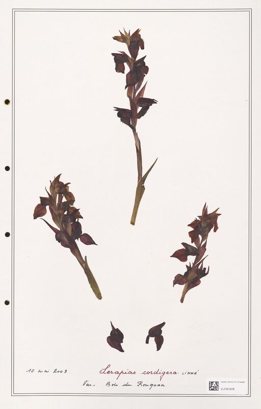 Serapias cordigera  (Orchidaceae)