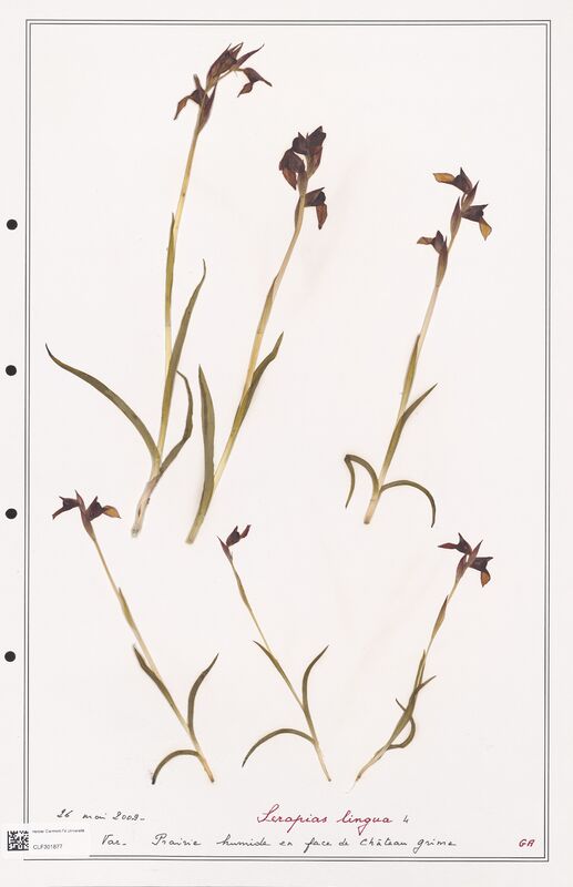 Serapias lingua  (Orchidaceae)