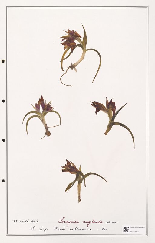 Serapias neglecta  (Orchidaceae)