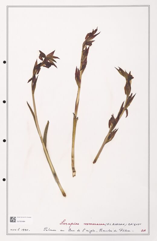 Serapias vomeracea  (Orchidaceae)
