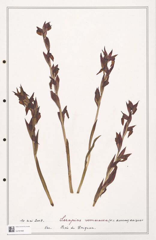 Serapias vomeracea  (Orchidaceae)