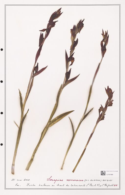 Serapias vomeracea  (Orchidaceae)