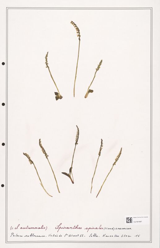 Spiranthes spiralis  (Orchidaceae)