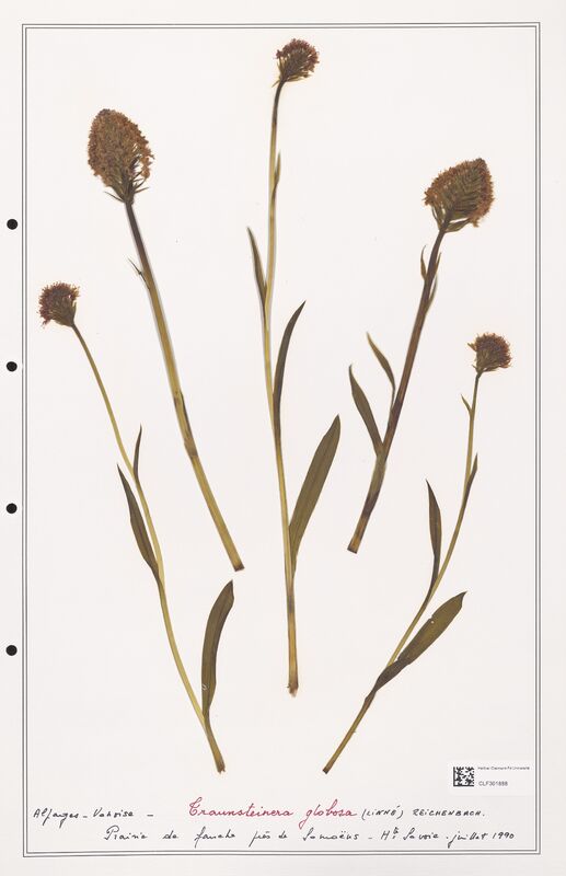 Traunsteinera globosa  (Orchidaceae)