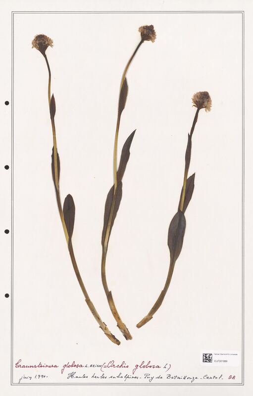 Traunsteinera globosa  (Orchidaceae)