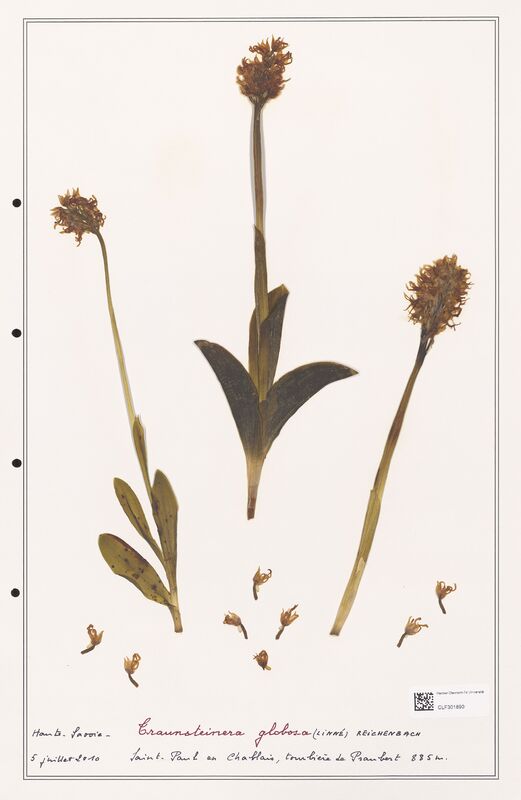 Traunsteinera globosa  (Orchidaceae)