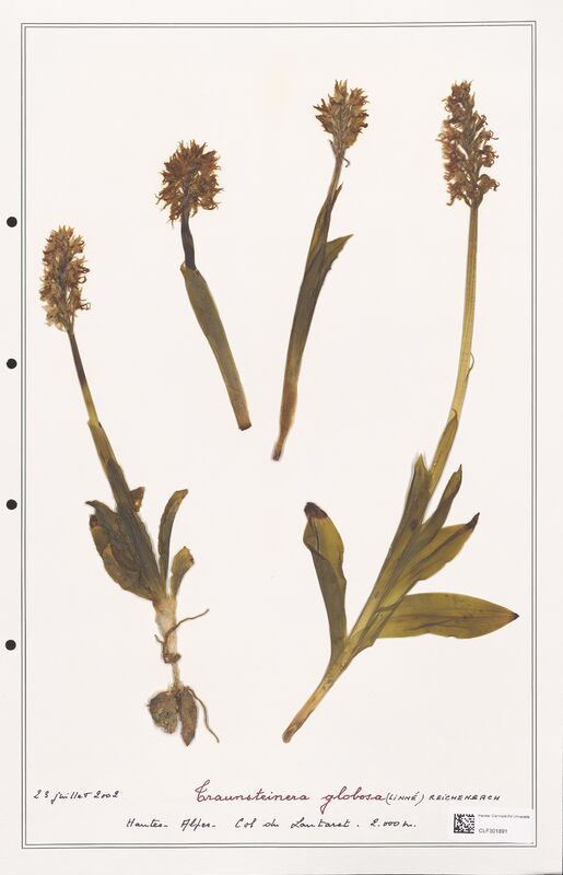 Traunsteinera globosa  (Orchidaceae)