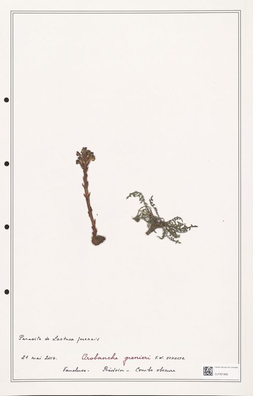 Orobanche grenieri  (Orobanchaceae)