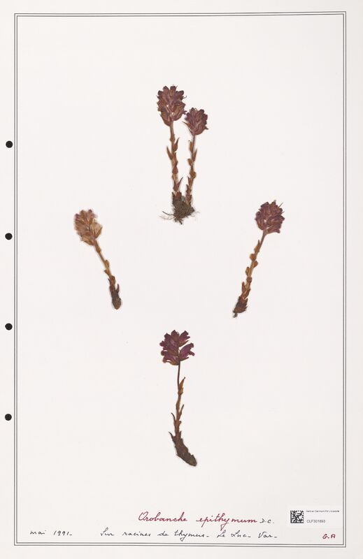 Orobanche epithymum  (Orobanchaceae)