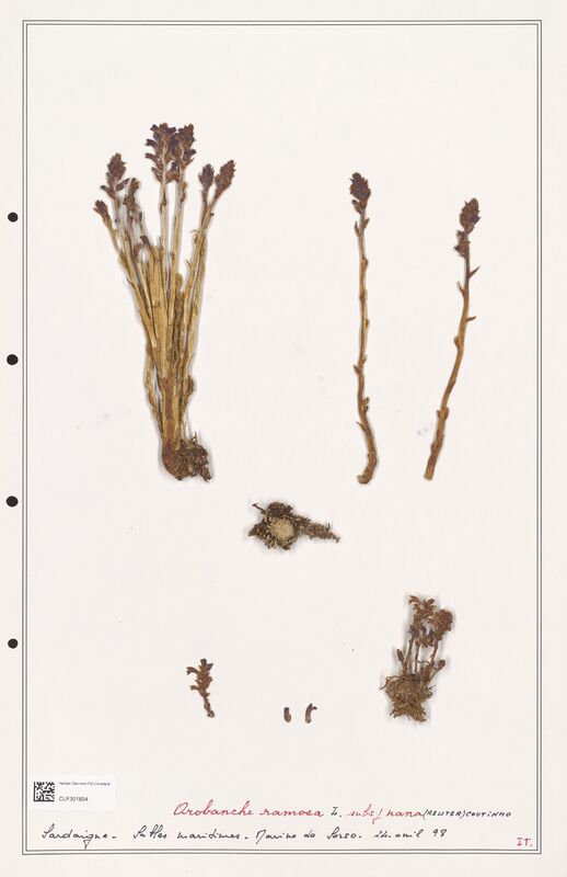 Orobanche ramosa  (Orobanchaceae)