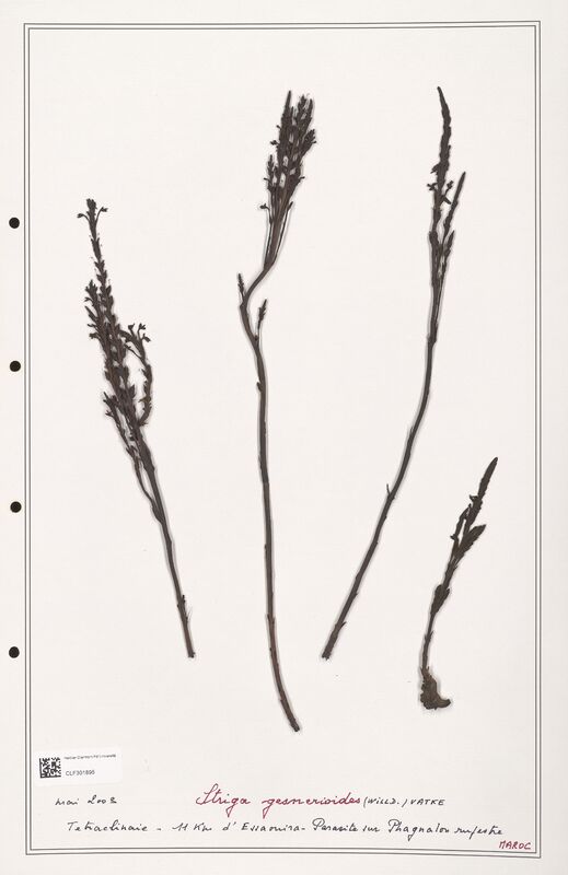 Striga gesneroides  (Orobanchaceae)