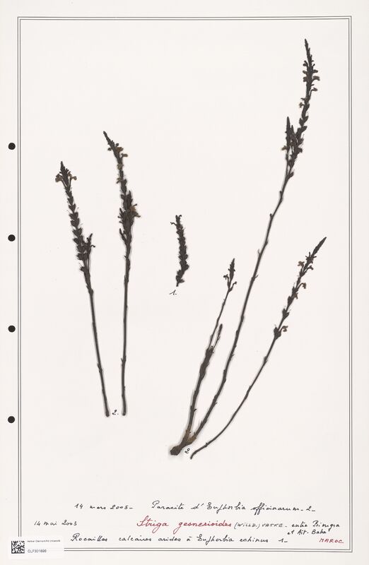 Striga gesneroides  (Orobanchaceae)