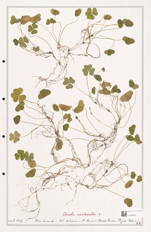 Oxalis acetosella  (Orobanchaceae)